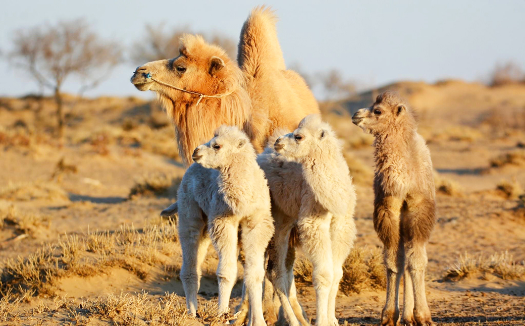 Les chameaux ne sont pas non plus tondus, le poil qui tombe est récolté par les nomades qui récupèrent entre 8 et 10 kilos de laine par chameau.