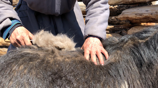 Les Noble Nomads peignent les chèvres cachemire à la main au printemps lorsqu'elles muent.